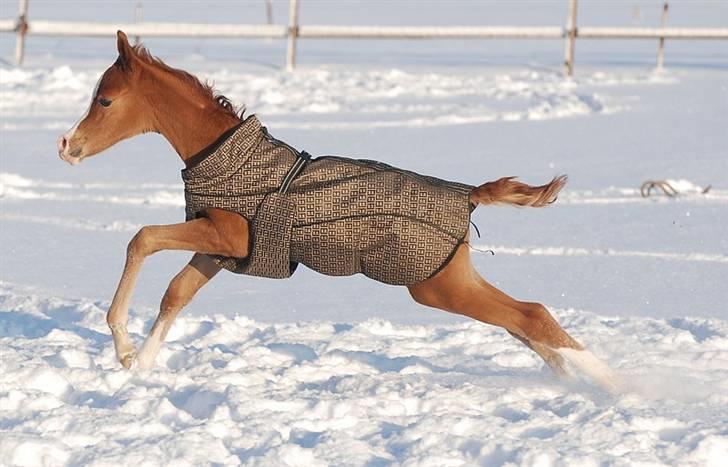Arabisk fuldblod (OX) Itaya El Shaklan - D. 13 Januar 2010. Så hun 9 dage gammel. billede 28