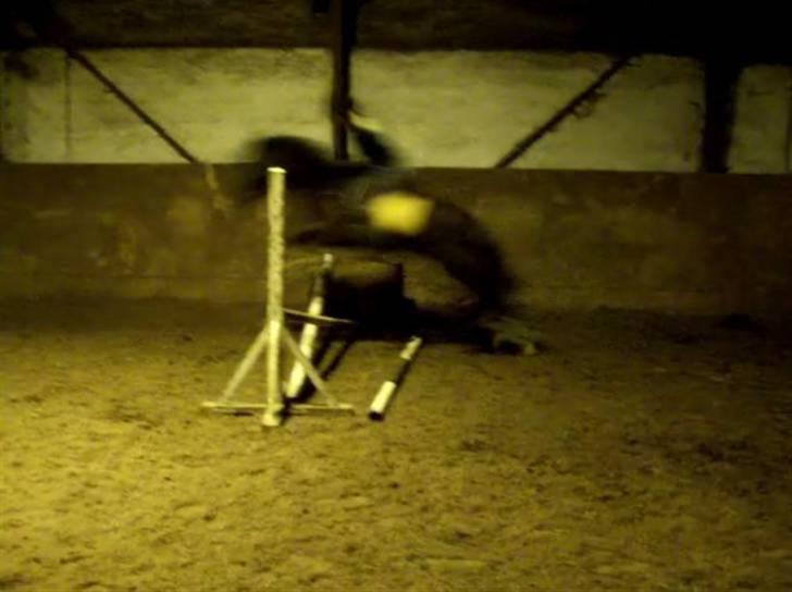 New Forest Lundgaards Bourbon - Taget af mig Rytter: Dorte billede 7