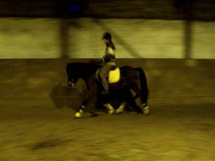 New Forest Lundgaards Bourbon - Taget af mig. Rytter: Marlene billede 8