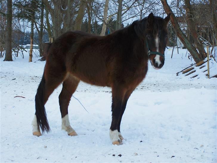 New Forest Lundgaards Bourbon - Taget af Dorte Jensen/Grønvang billede 9