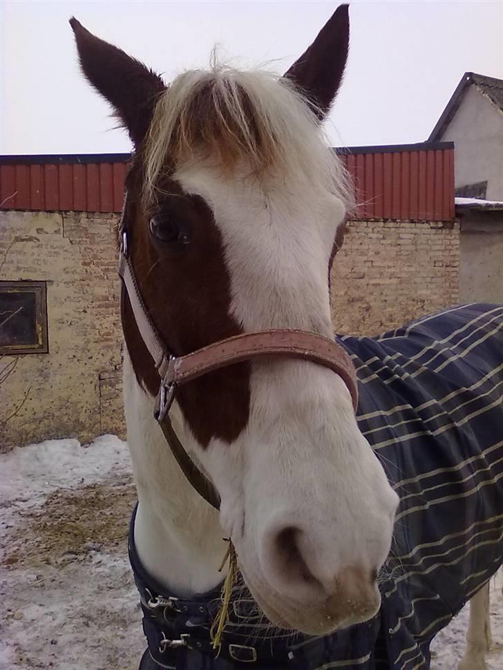 Anden særlig race Canupa - en godbid ? det vil jeg have billede 6