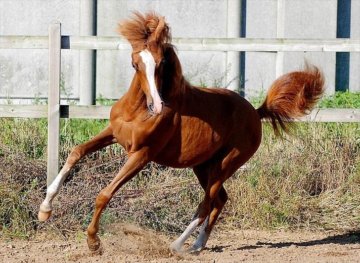 Arabisk fuldblod (OX) Itaya El Shaklan - Den 28 August 2010. Men lille danse prinsesse billede 37