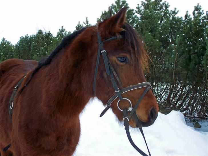 New Forest Lundgaards Kahlua  billede 2