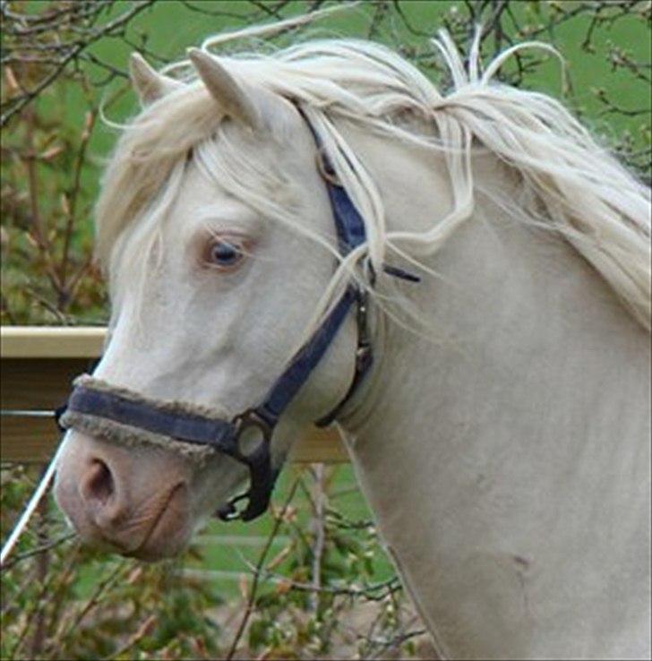 Welsh Pony (sec B) Aastrupgaards Safir billede 1