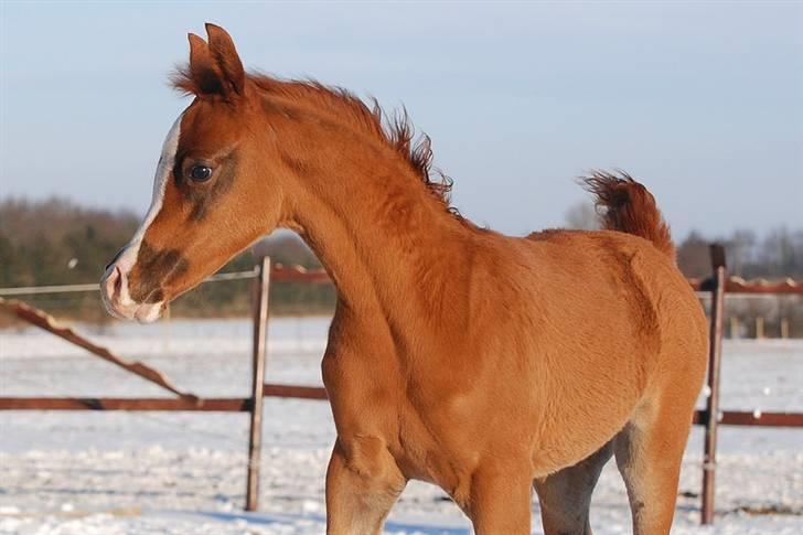 Arabisk fuldblod (OX) Itaya El Shaklan - D. 10 Februar 2010. Ih den smukkeste af dem alle. billede 38