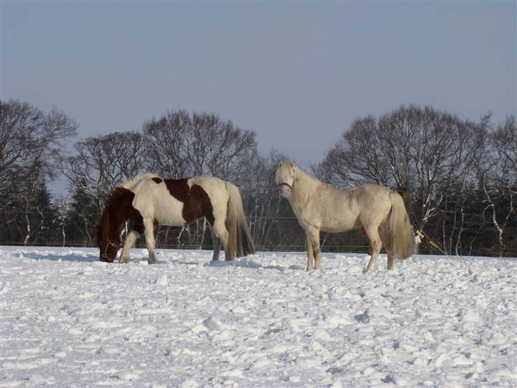 Welsh Pony (sec B) Aastrupgaards Safir billede 2