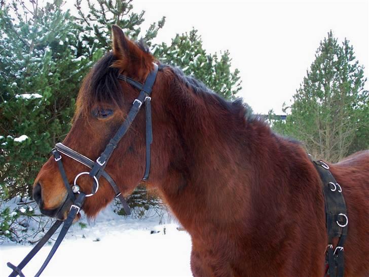 New Forest Lundgaards Kahlua  billede 3