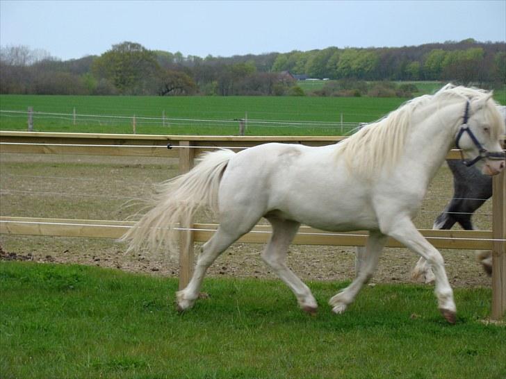 Welsh Pony (sec B) Aastrupgaards Safir billede 3