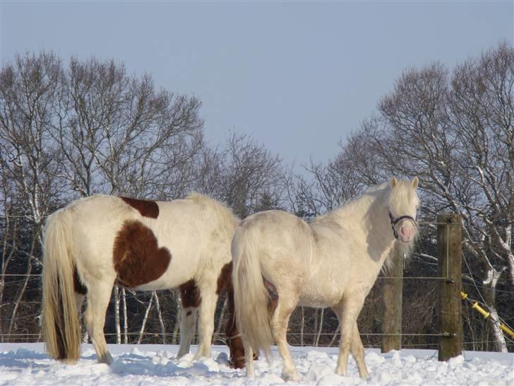 Welsh Pony (sec B) Aastrupgaards Safir billede 4