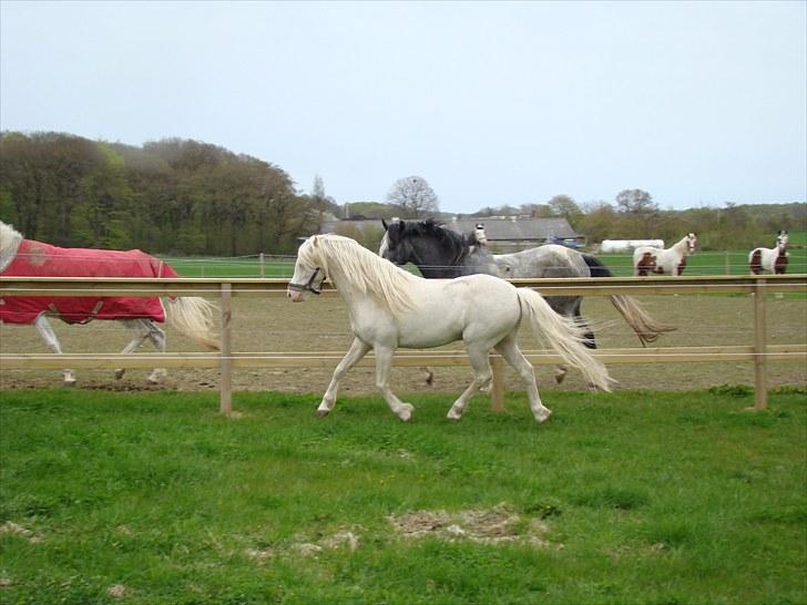 Welsh Pony (sec B) Aastrupgaards Safir billede 5