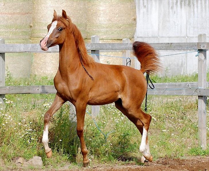 Arabisk fuldblod (OX) Itaya El Shaklan - D. 17 Juli 2010. Min smukke Itaya, 7 og næsten ½ måned. billede 39