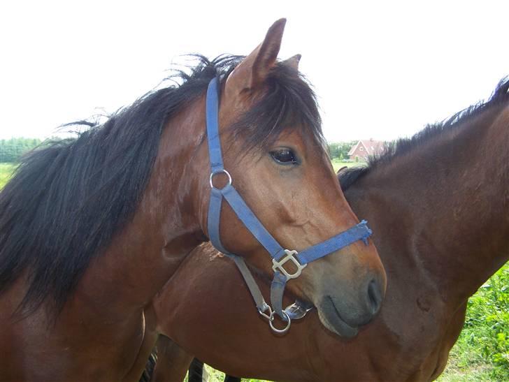 New Forest Lundgaards Kahlua  billede 5