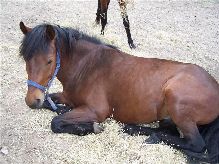 New Forest Lundgaards Kahlua  billede 6