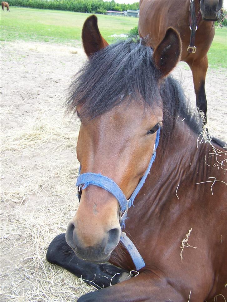 New Forest Lundgaards Kahlua  billede 7