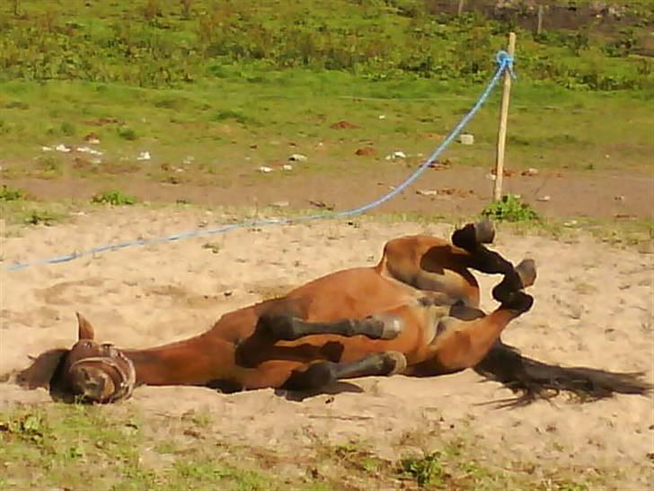 New Forest Lundgaards Kahlua  billede 8