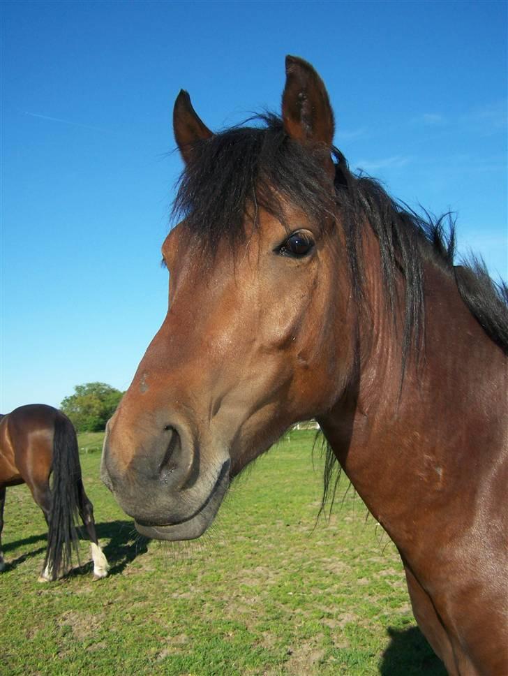 New Forest Lundgaards Kahlua  billede 11