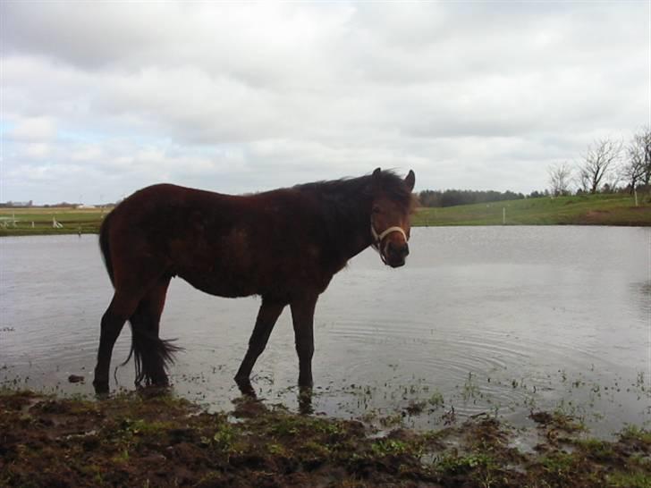 New Forest Lundgaards Kahlua  billede 13