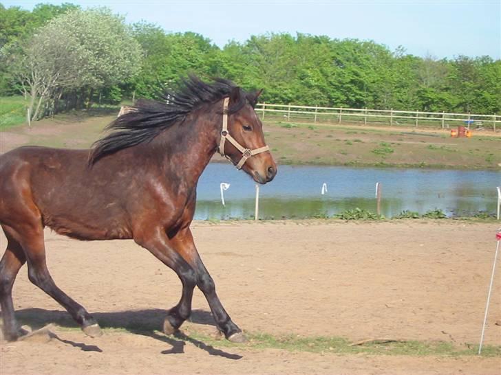 New Forest Lundgaards Kahlua  billede 15