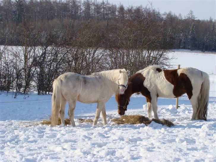 Welsh Pony (sec B) Aastrupgaards Safir billede 6