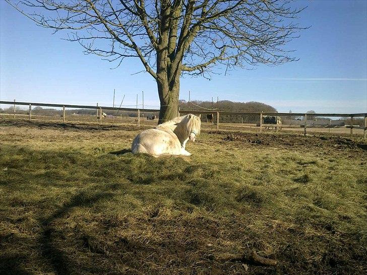 Welsh Pony (sec B) Aastrupgaards Safir billede 7