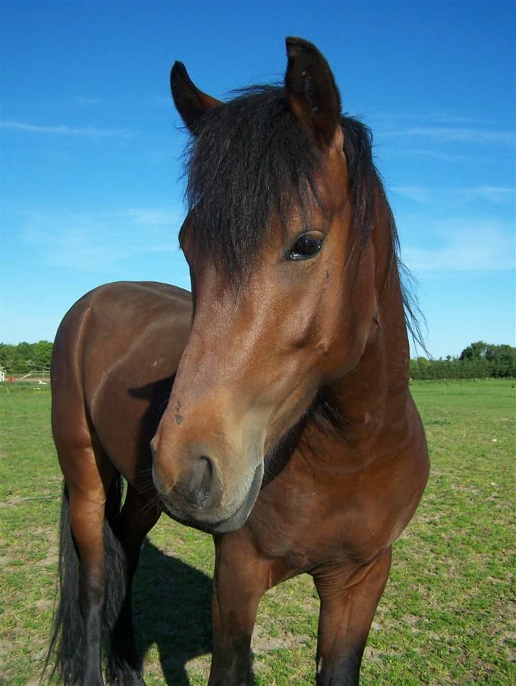 New Forest Lundgaards Kahlua  billede 17