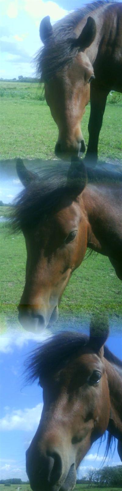 New Forest Lundgaards Kahlua  billede 19