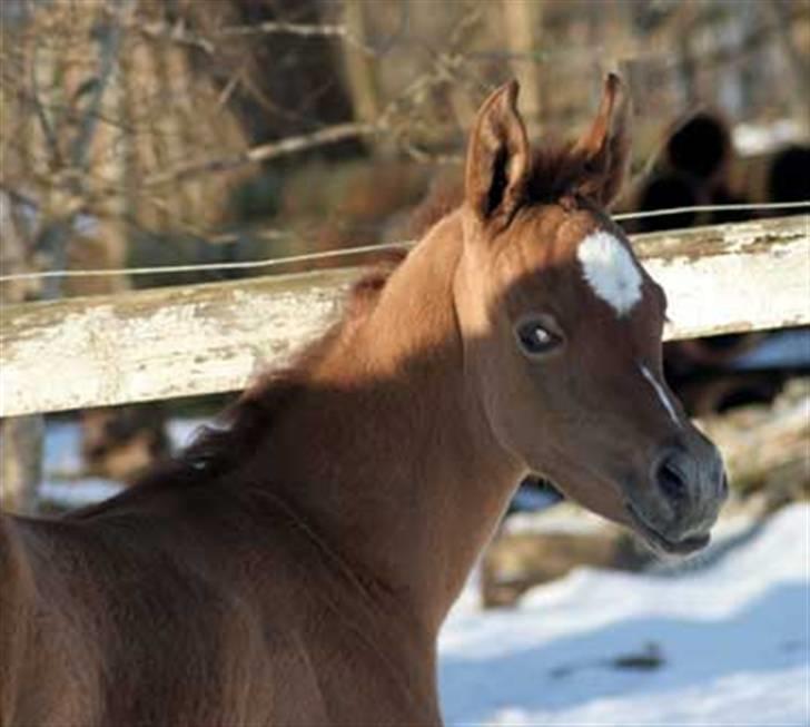 Arabisk fuldblod (OX) Waheds Zuleyma - Waheds Zuleyma 10 dage gl.  billede 8