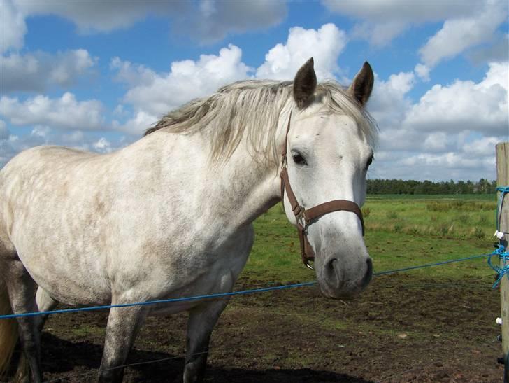 New Forest Dalen's Bella - Taget af Dorte Jensen/ Grønvang billede 1