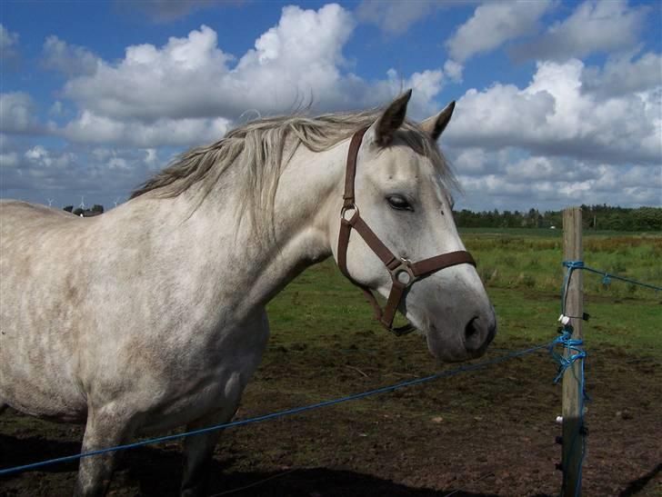 New Forest Dalen's Bella - Taget af Dorte Jensen/Grønvang billede 2