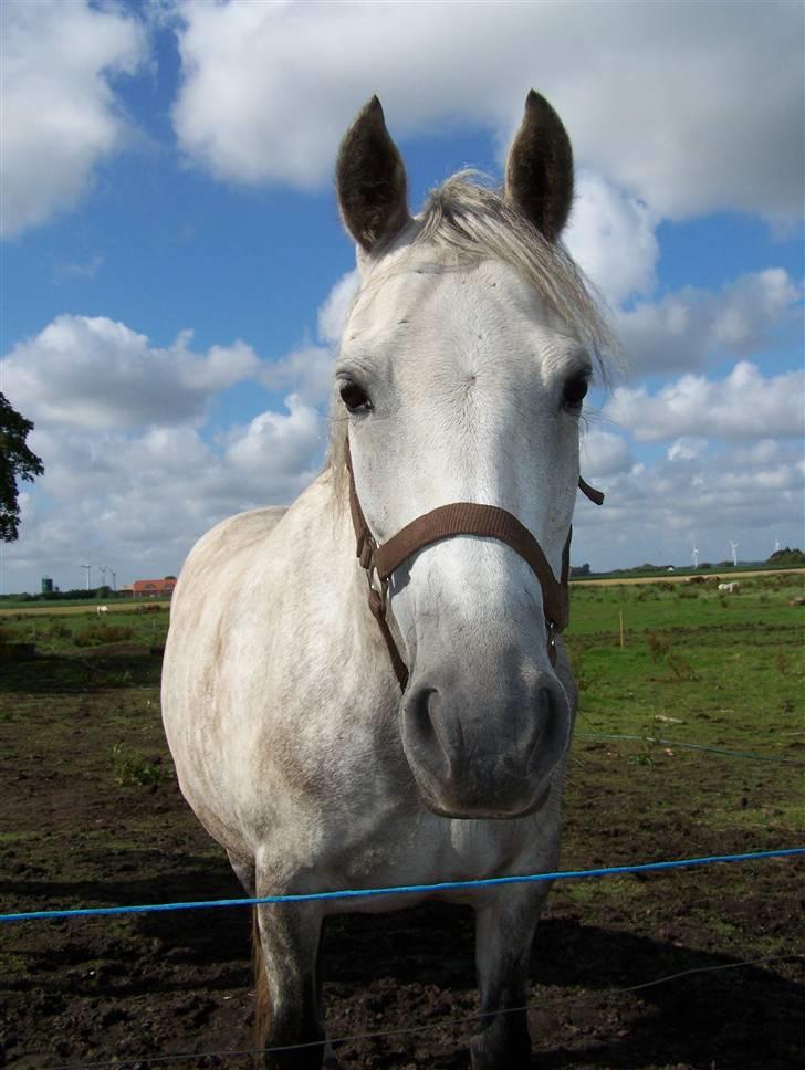 New Forest Dalen's Bella billede 3