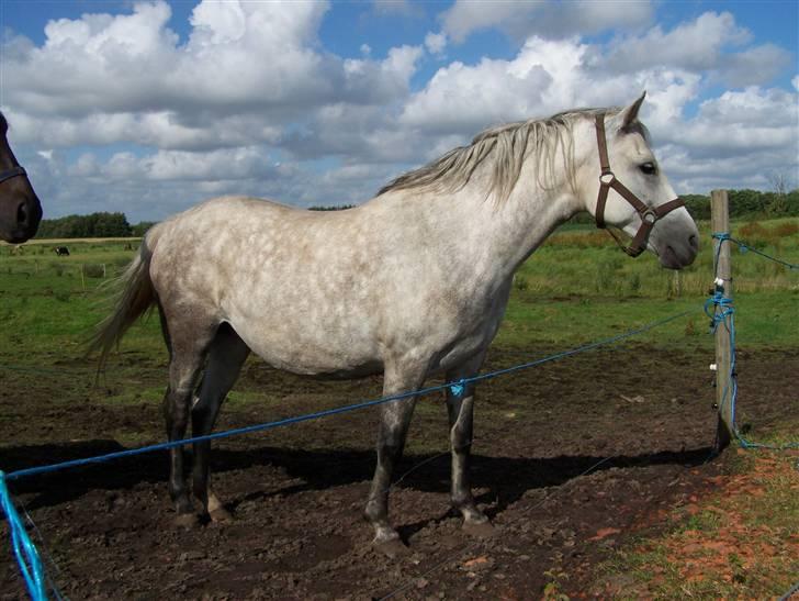 New Forest Dalen's Bella billede 4