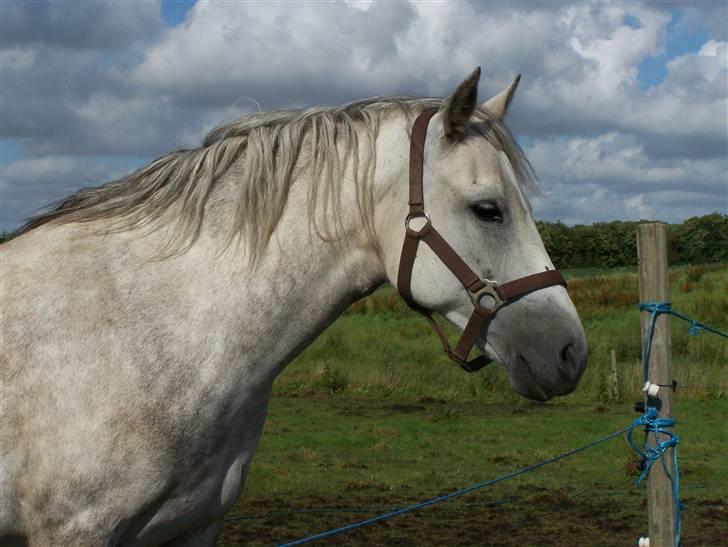 New Forest Dalen's Bella - Taget af Dorte Jensen/Grønvang billede 5