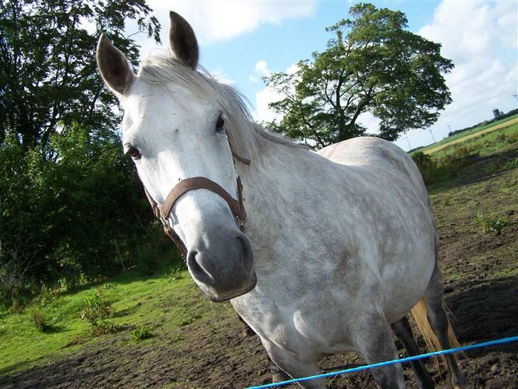 New Forest Dalen's Bella billede 6