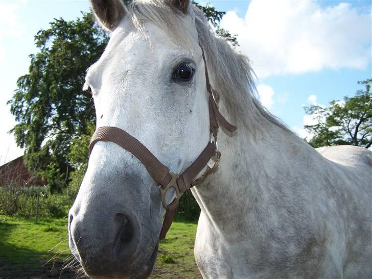 New Forest Dalen's Bella billede 7