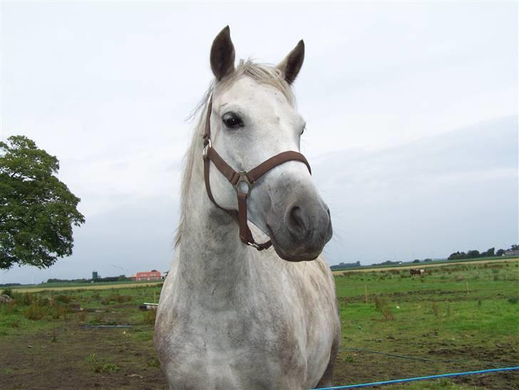 New Forest Dalen's Bella billede 8