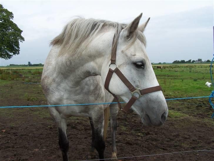 New Forest Dalen's Bella billede 9