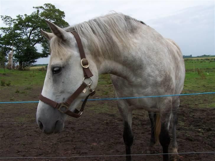 New Forest Dalen's Bella billede 10