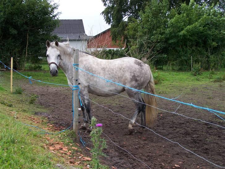 New Forest Dalen's Bella billede 11