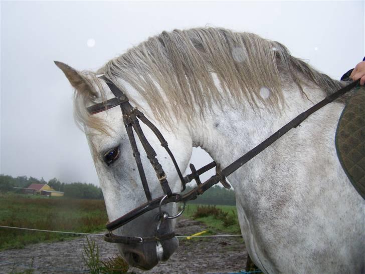 New Forest Dalen's Bella billede 12