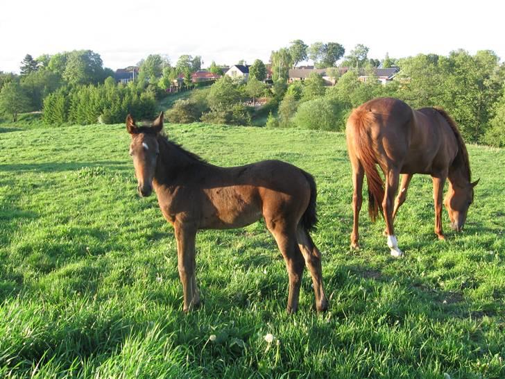 Dansk Varmblod Ulriksmindes Lucky Dice - Mig og min mor som står med ryggen til Maj 2009 billede 1