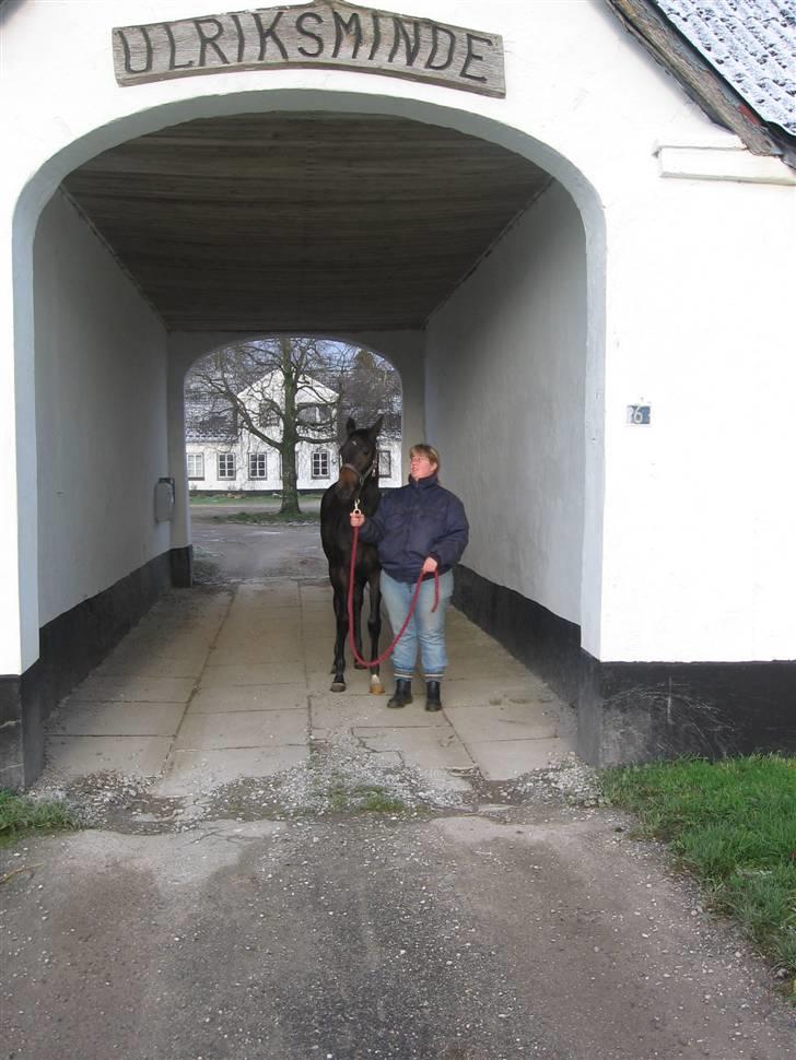 Dansk Varmblod Ulriksmindes Lucky Dice - Det er mig der har lagt navn til gården - eller er det omvendt ..... billede 2