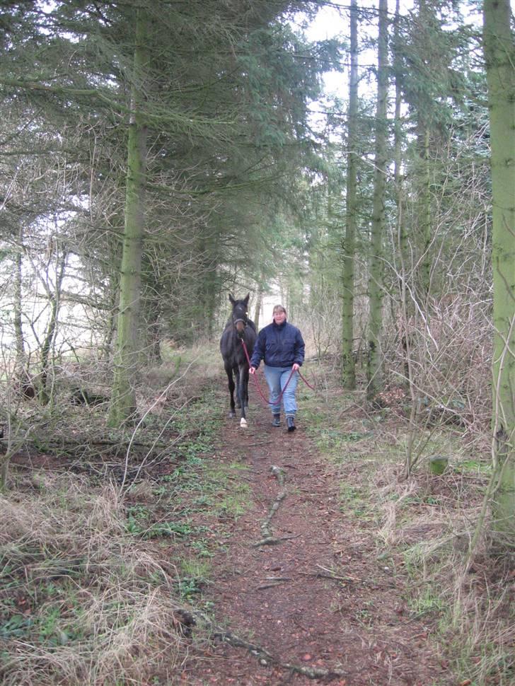 Dansk Varmblod Ulriksmindes Lucky Dice - min 1. gåtur i skoven - uhyggeligt ....... billede 3