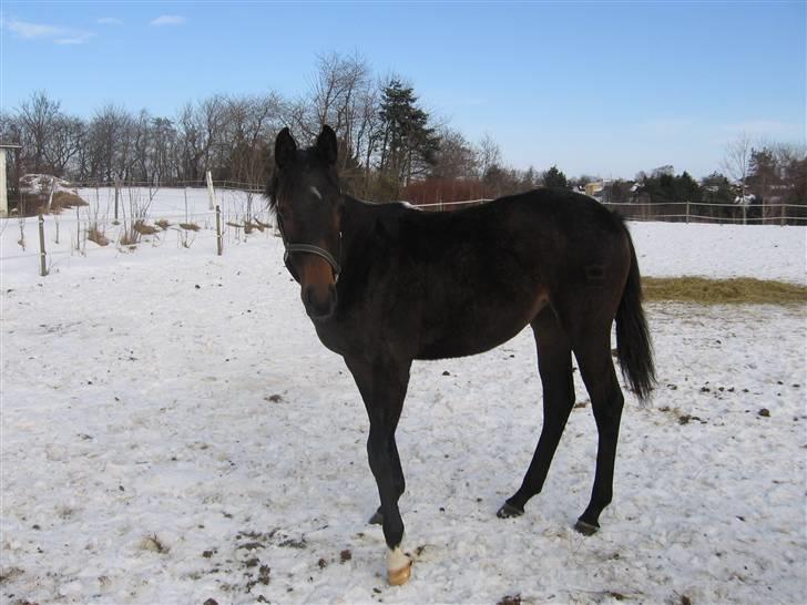 Dansk Varmblod Ulriksmindes Lucky Dice - 21/2 2010 billede 4