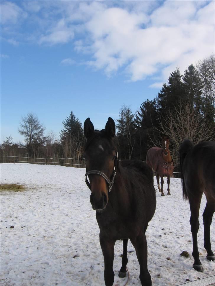 Dansk Varmblod Ulriksmindes Lucky Dice - 21/2 2010 billede 5