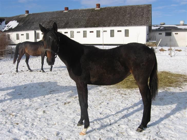 Dansk Varmblod Ulriksmindes Lucky Dice - 21/2 2010 billede 6