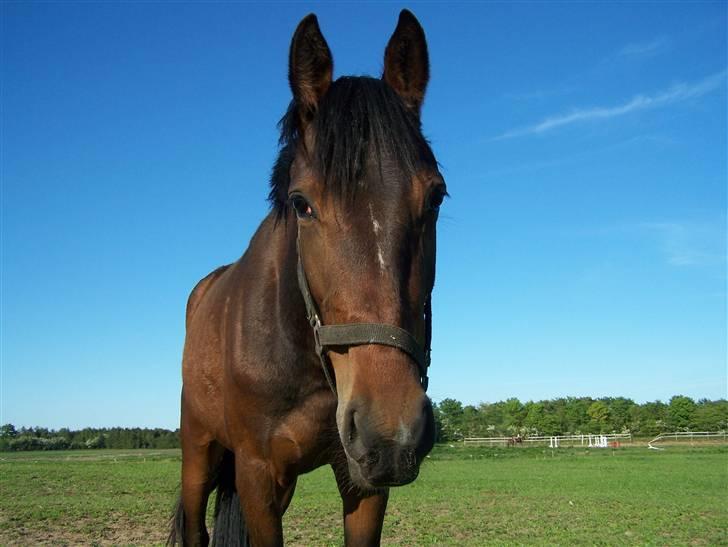 Anden særlig race Lundgaards Bacardi  - Taget af Dorte Jensen/Grønvang billede 2