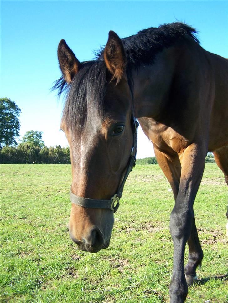 Anden særlig race Lundgaards Bacardi  - Taget af Dorte Jensen/Grønvang billede 3