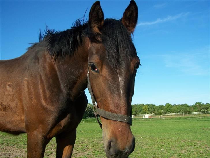 Anden særlig race Lundgaards Bacardi  - Taget af Dorte Jensen/Grønvang billede 4