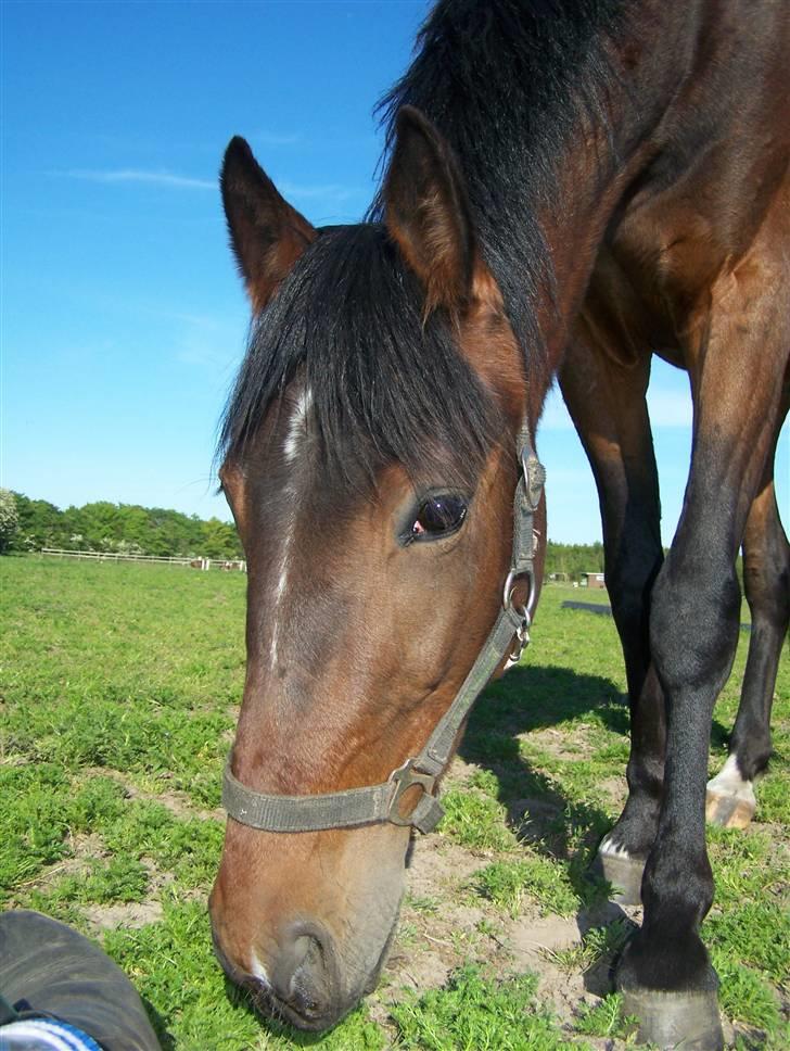 Anden særlig race Lundgaards Bacardi  - Taget af Dorte Jensen/Grønvang billede 5