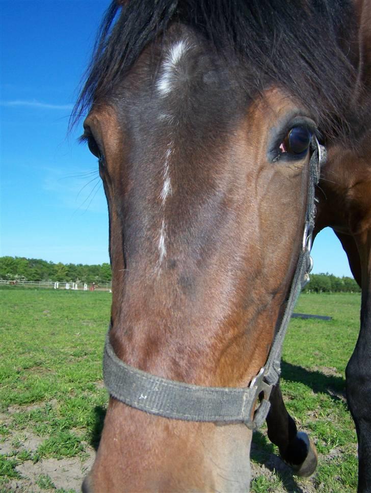 Anden særlig race Lundgaards Bacardi  - Taget af Dorte Jensen/Grønvang billede 6